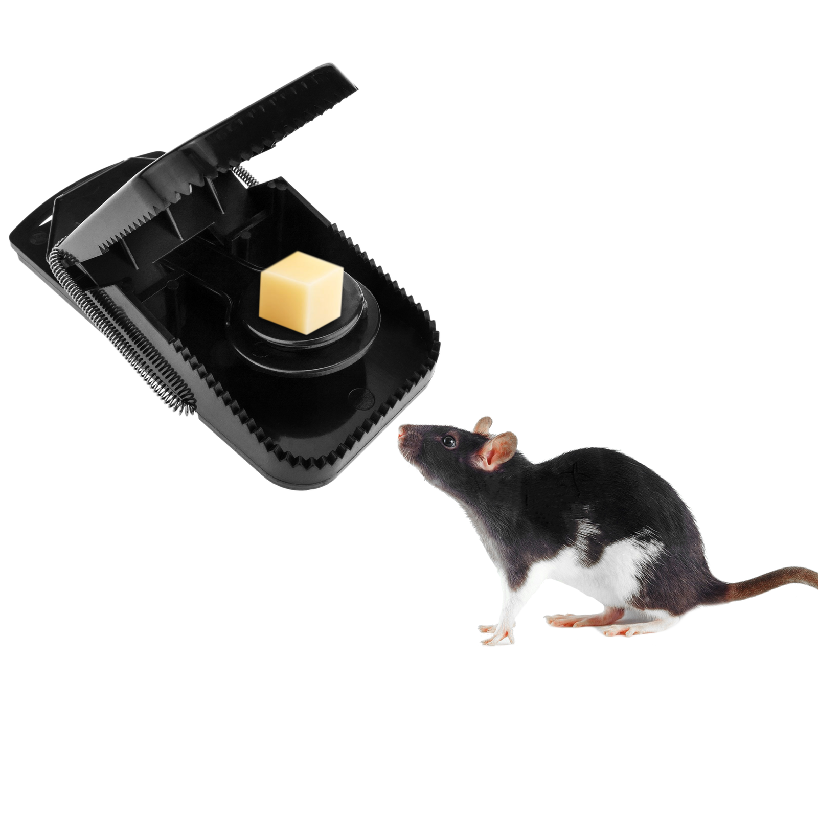 10 Piege A Souris - Tapette Souris Rutilisables et Faciles Utiliser -  Plastique Pige Souris - Noir - Pour Intrieur Cuisine Maison Jardin - Pige  Rat