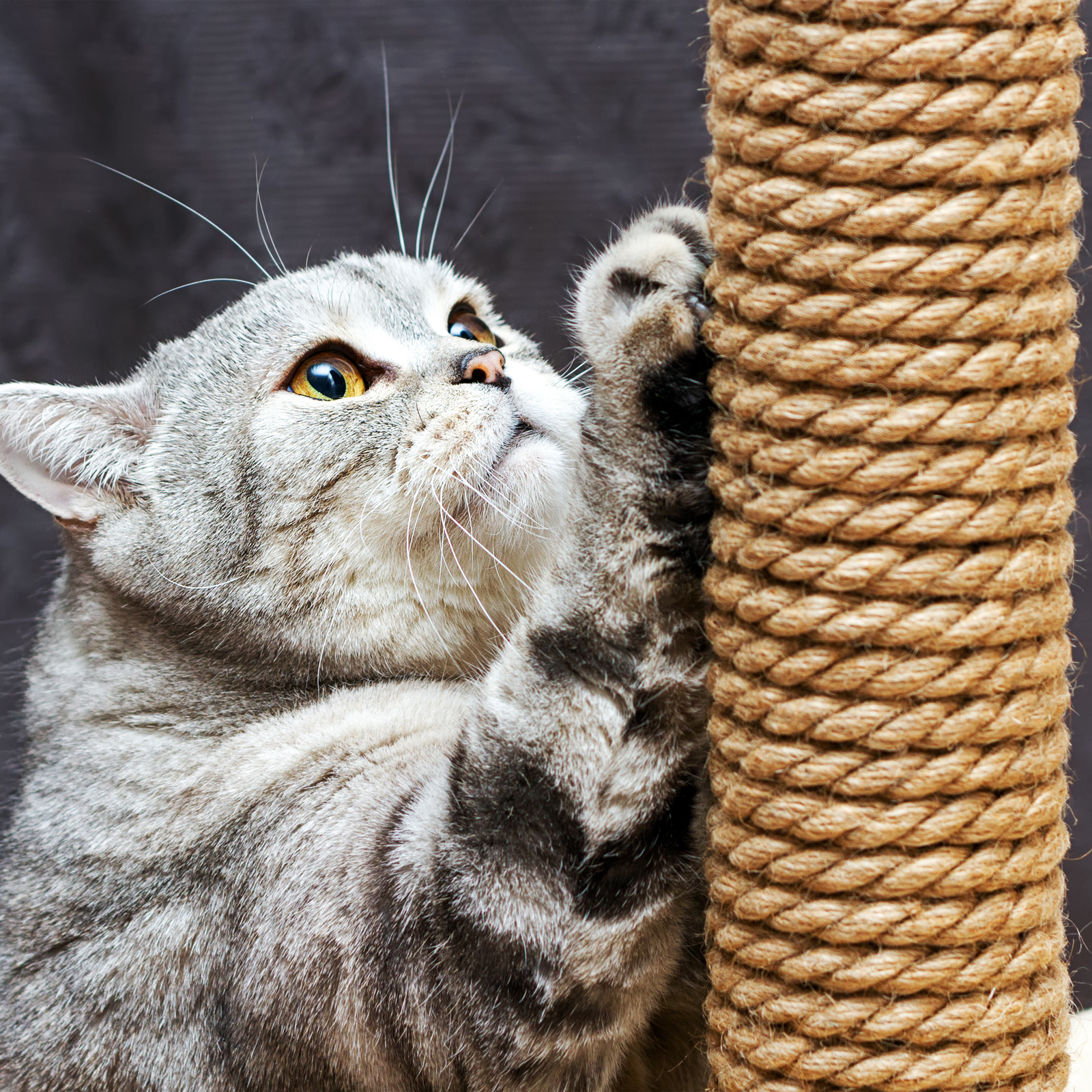 MARMERDO 1 Rotolo Spago Per Tiragraffi Per Gatti Corda Sugli Alberi Gatti  Corda Dellamaca Spago Di Iuta Naturale Corda Per La Riparazione Pesante  Struttura Da Arrampicata Per Gatti Sisal : : Prodotti