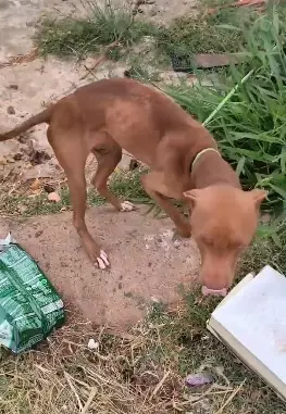 Polícia Civil prende mulher por maus tratos de cachorro em Garça