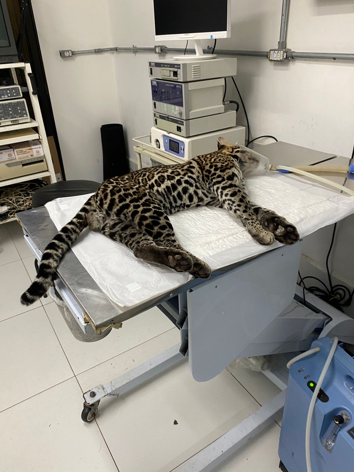 Jaguatirica recuperada foi devolvida à natureza na RJ-116