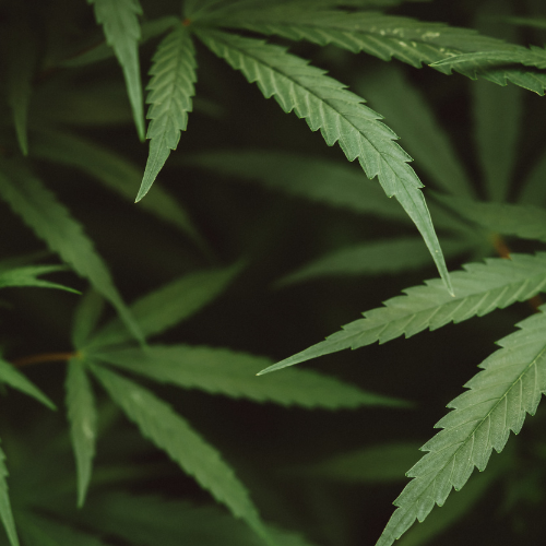 Espécies de  Cannabis
