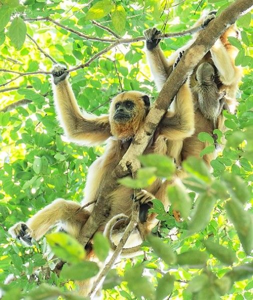 MT: 1ª fase de ferrovia se destaca por ações pró-fauna e flora