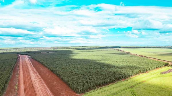 Governo do Estado proíbe biomassa de desmatamento em Mato Grosso