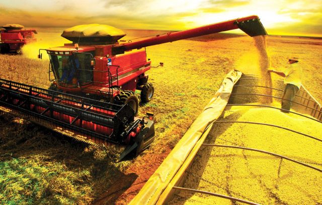 Mais de um terço da produção brasileira está garantida em Mato Grosso