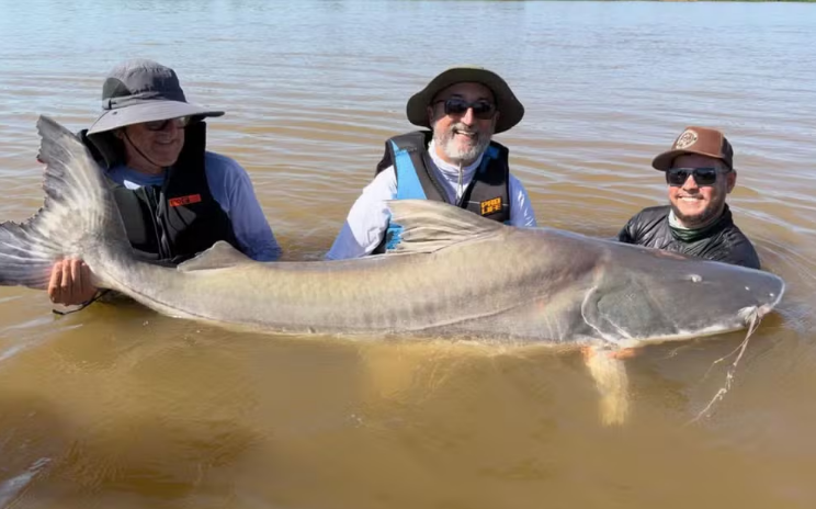 Peixes gigantes que não podem ser consumidos: trio fisga piraíba de mais de 2 metros e 150 quilos, em Goiás