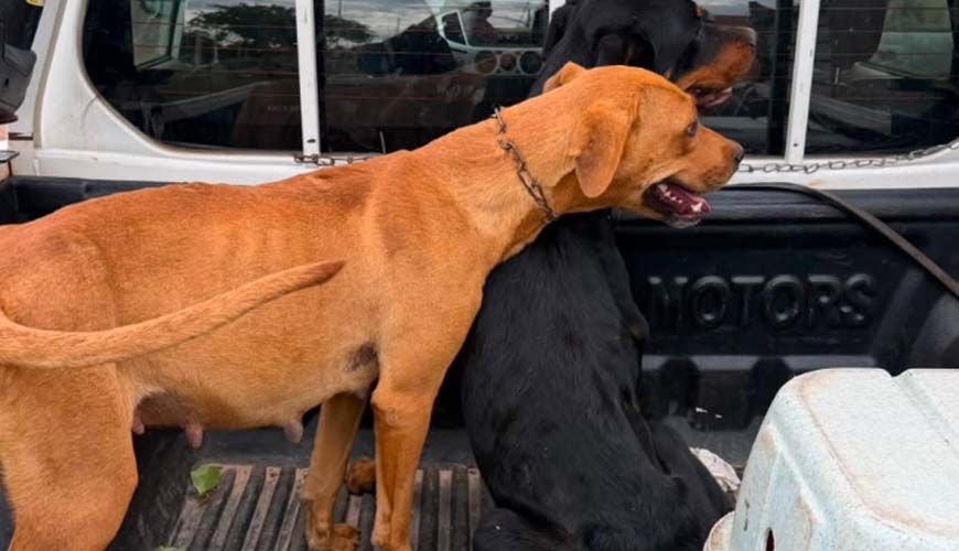Ação conjunta resgata animais e prende dois homens suspeitos por maus-tratos