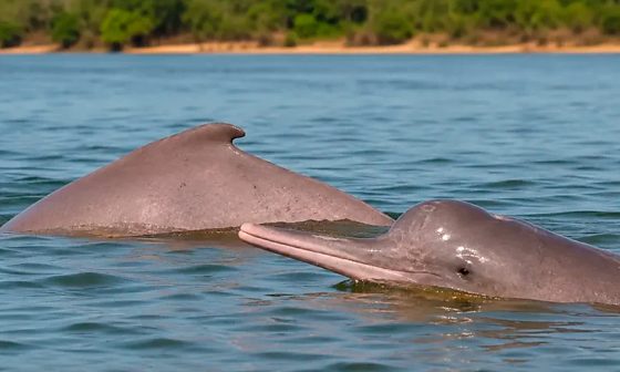 Família fisga boto raro que só existe no Brasil durante pescaria no Rio Araguaia