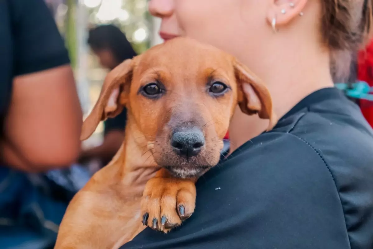 Deputado Alan Queiroz destina R$ 70 mil para fortalecer ações de bem-estar animal em Pimenta Bueno
