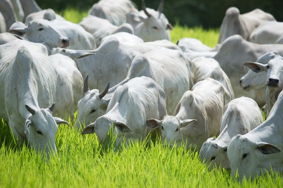Mato Grosso registra maior abate bovino da história para um primeiro semestre