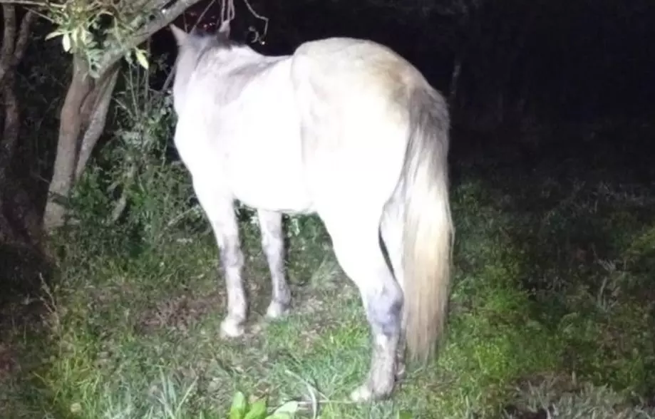 Homem denuncia vizinho que teria cortado cerca para guardar cavalos em terreno