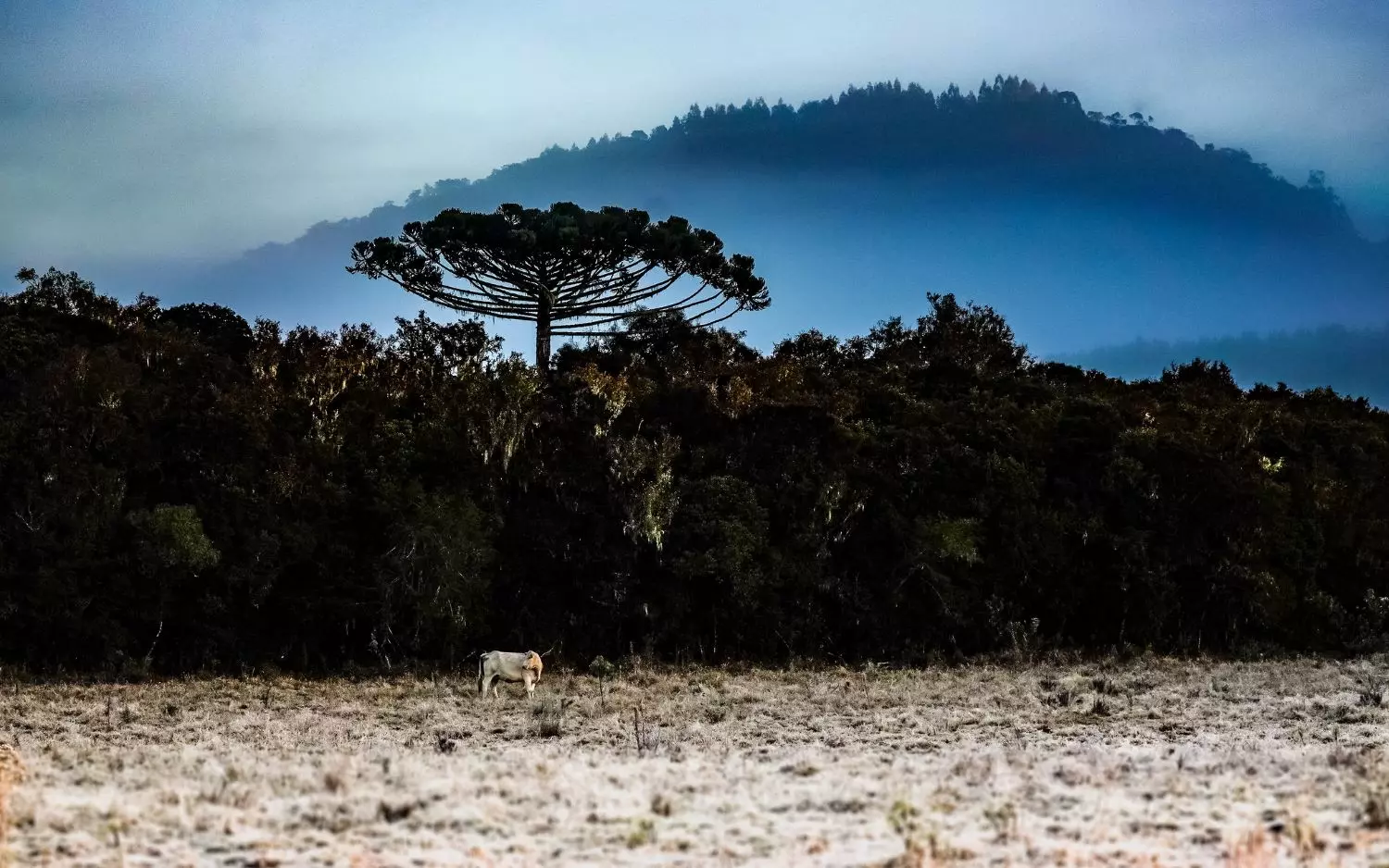Massa de ar frio provoca queda acentuada das temperaturas em Santa Catarina