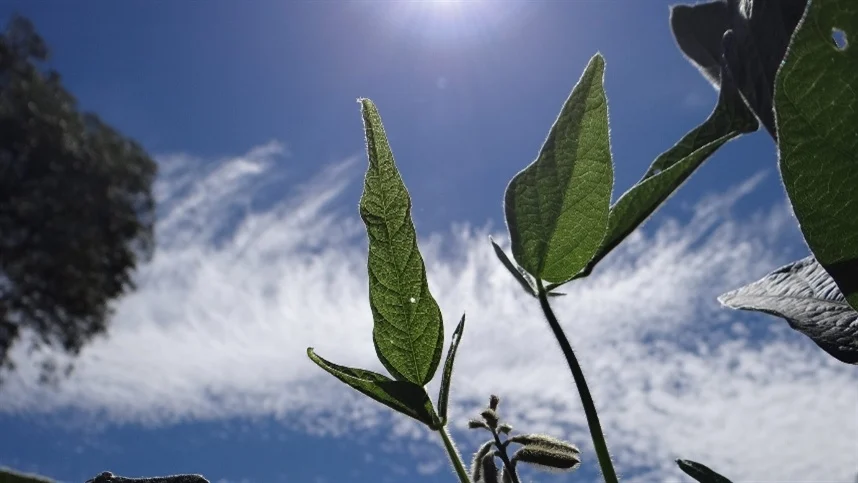A semente da fortuna: Conheça a ‘Santa Rosa’, a cultivar lendária que saiu do Sul para criar os impérios da soja em Mato Grosso e completa 60 anos