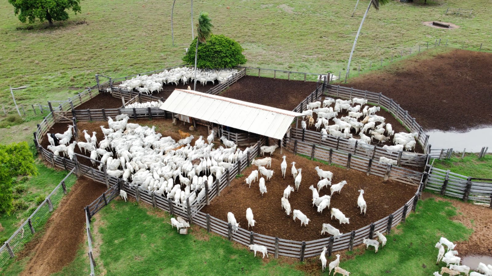 Confinamento bovino deve crescer 55% em 2026, aponta projeção do Imea