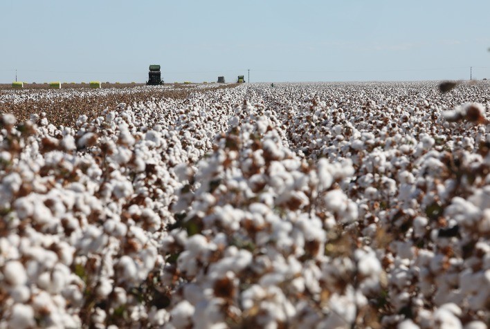 Brasil lidera cadeia global do jeans com algodão sustentável, rastreabilidade e força industrial