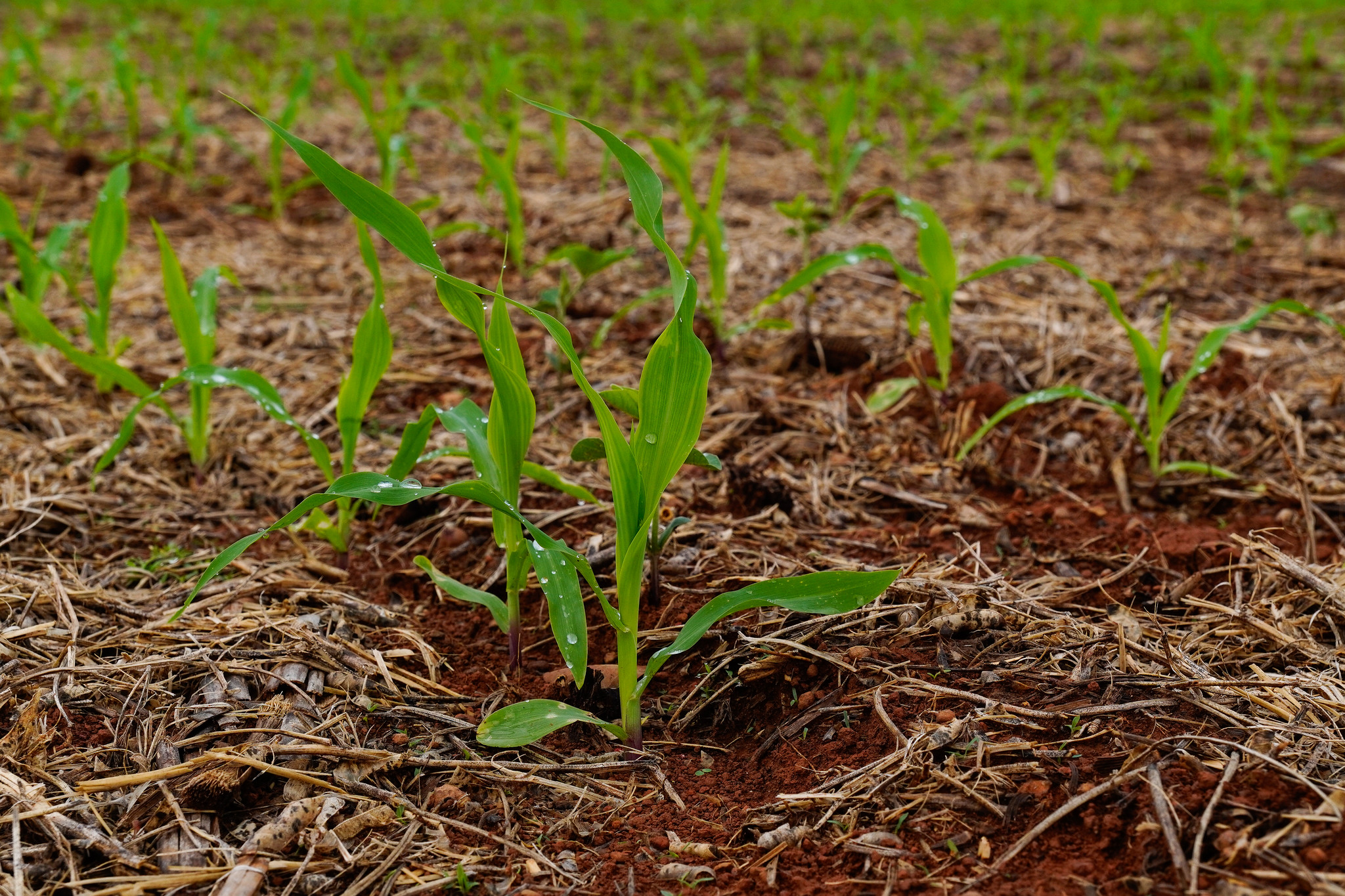 Sustentabilidade para futuras gerações: Sistema Plantio Direto alia economia e conservação ambiental