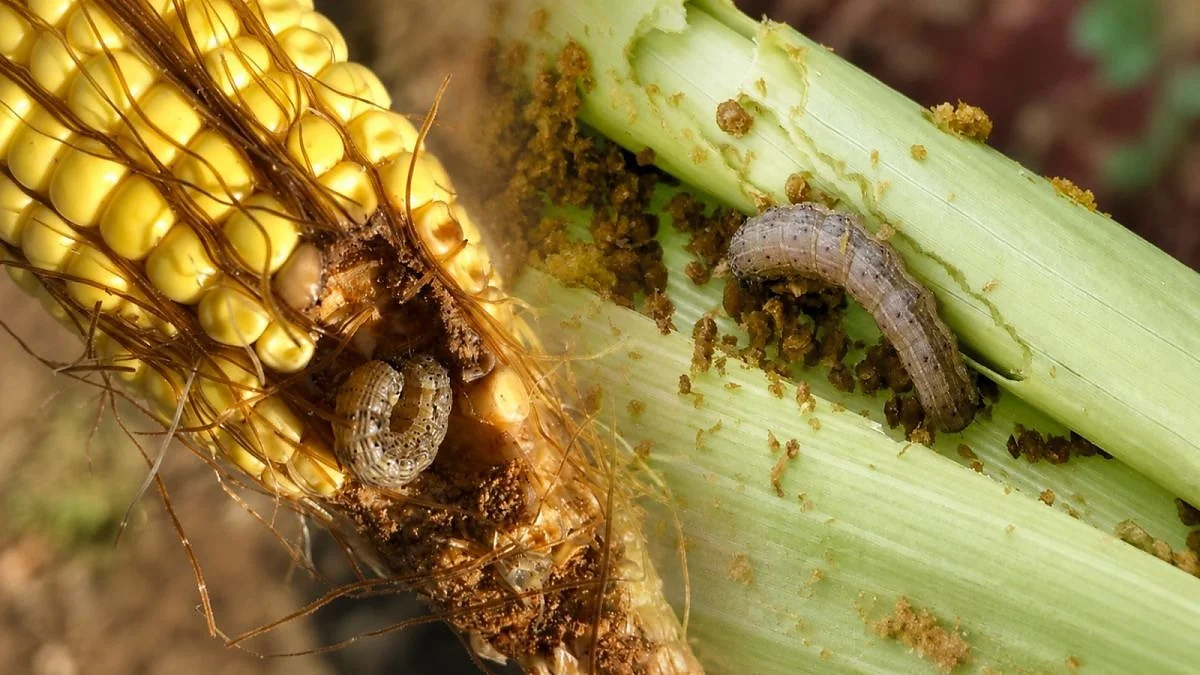 Pesquisadores de MT transformam cinzas de madeira em fertilizante para baratear produção