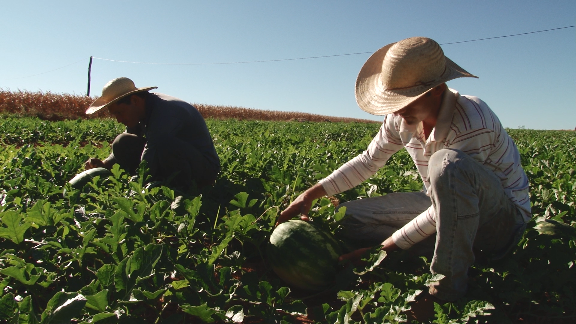 Produção de pequenos agricultores aumenta a renda e diminui o desperdício de alimentos
