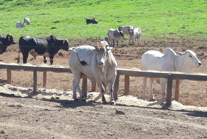 TIP na pecuária ganha força na estiagem e aumenta eficiência produtiva no sistema a pasto