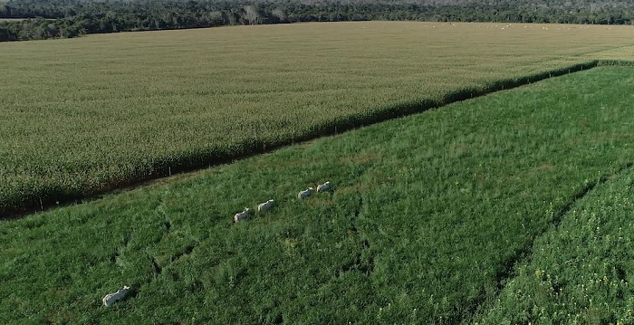 Por que o agro brasileiro se tornou estratégico para o mundo