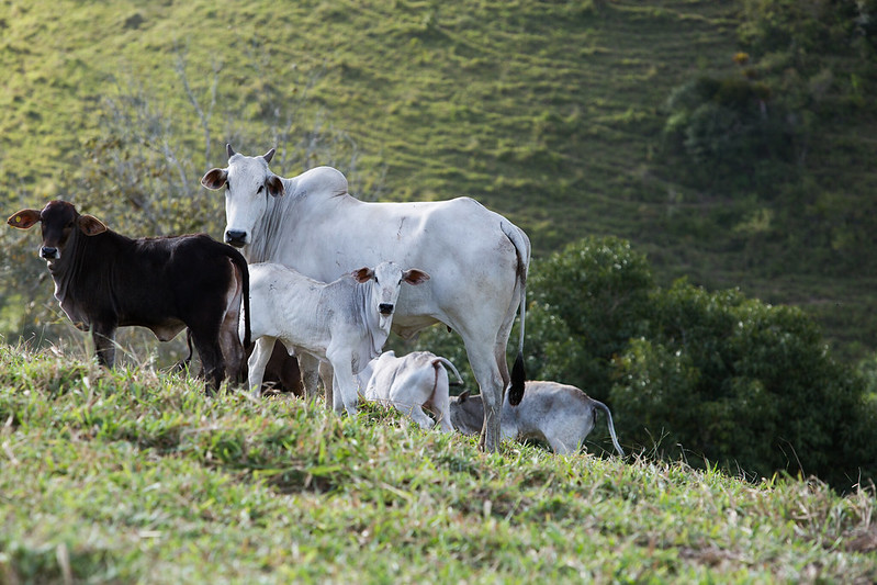 Famato alerta pecuaristas para o fim do prazo da 1ª etapa de vacinação contra a brucelose