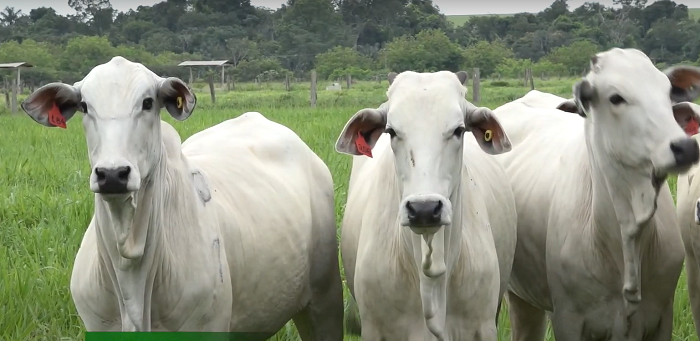 Cadeia pecuária brasileira se reúne em busca de alinhamento sobre o uso de antimicrobianos
