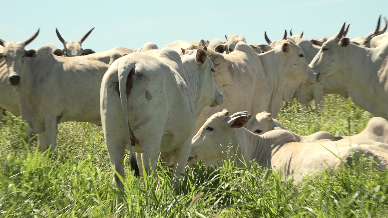 Zebu brasileiro pode impulsionar pecuária africana e abrir nova fronteira para a genética animal, aponta especialista