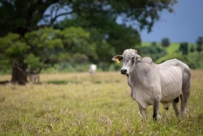 Brucelose bovina no Brasil: diagnóstico rápido é decisivo para conter a doença e proteger a pecuária