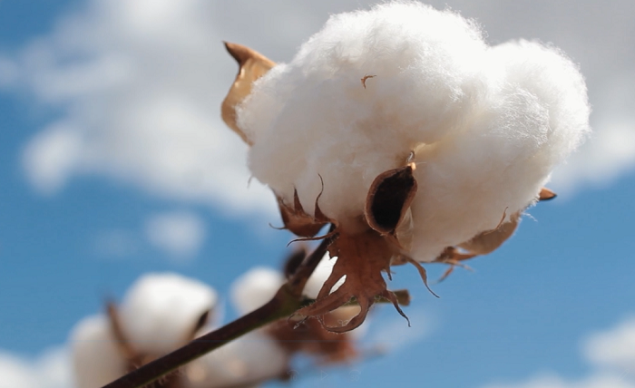 Algodão brasileiro ganha força com a moda sustentável e consolida liderança global em fibras naturais