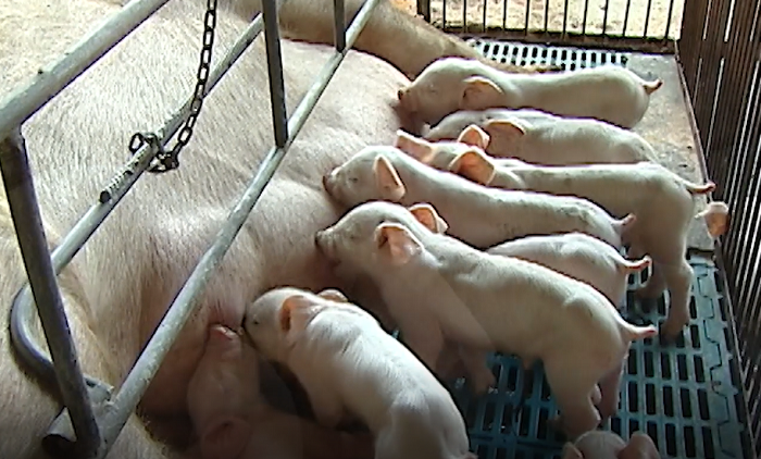 Metade da vida produtiva do suíno depende da nutrição da matriz, afirma professor da USP