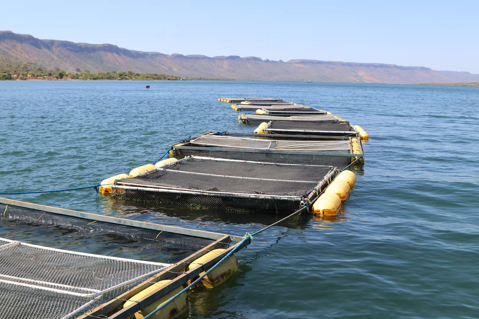 SUSTENTABILIDADE ][ Embrapa Pesca e Aquicultura assume coordenação de rede nacional de monitoramento