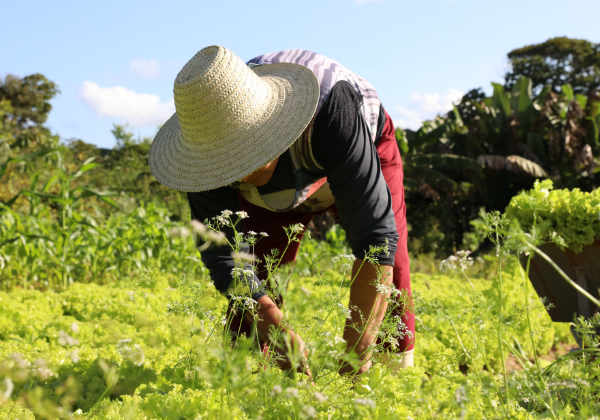 Governo da Bahia lança editais de R$ 64 milhões para fortalecer a agricultura familiar