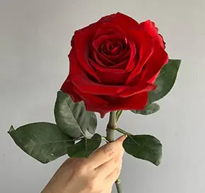 MERCADO DE FLORES ][ Setor de flores projeta alta de 10% no Dia dos Namorados