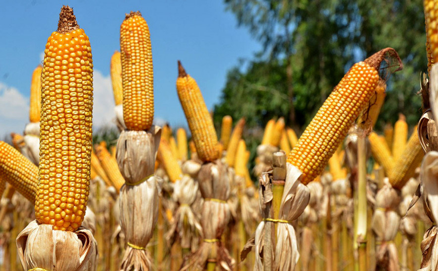 EXPANSÃO ][ Tocantins eleva projeção agrícola e avança com novas culturas