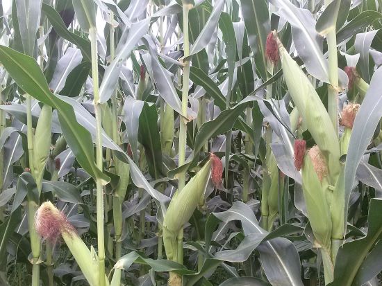 ANÁLISE ][ Relatório do Rabobank projeta cenário desafiador para agronegócio