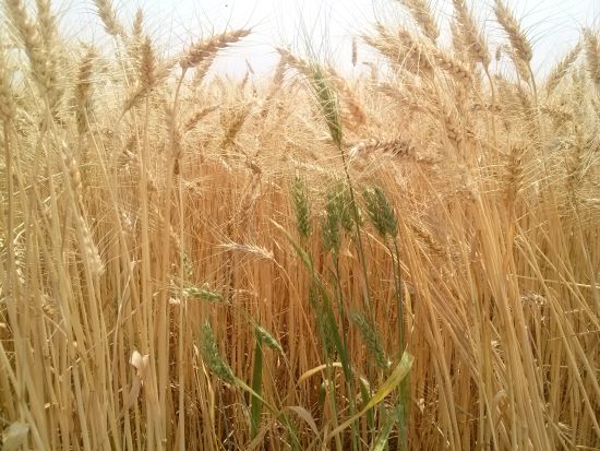 MONITORAMENTO AGRÍCOLA ][ Trigo e milho safrinha têm bom desenvolvimento, aponta Conab