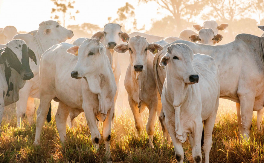 PECUÁRIA ][ Carne bovina gera US$ 633 milhões e lidera indústria no Tocantins