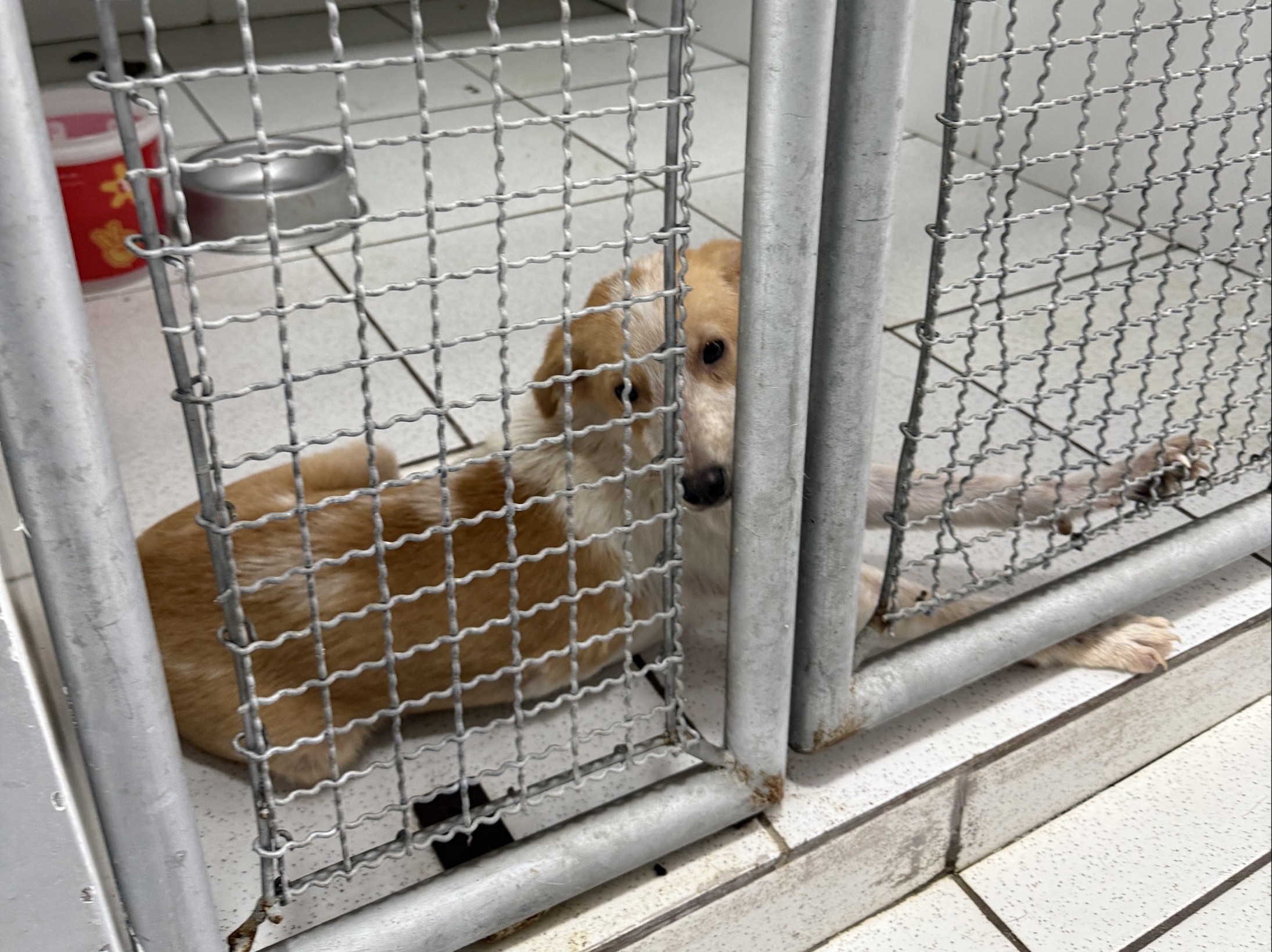 Decisão liminar em ação do MPSC obriga São Francisco do Sul a retomar castrações e garantir atendimento veterinário 24 horas