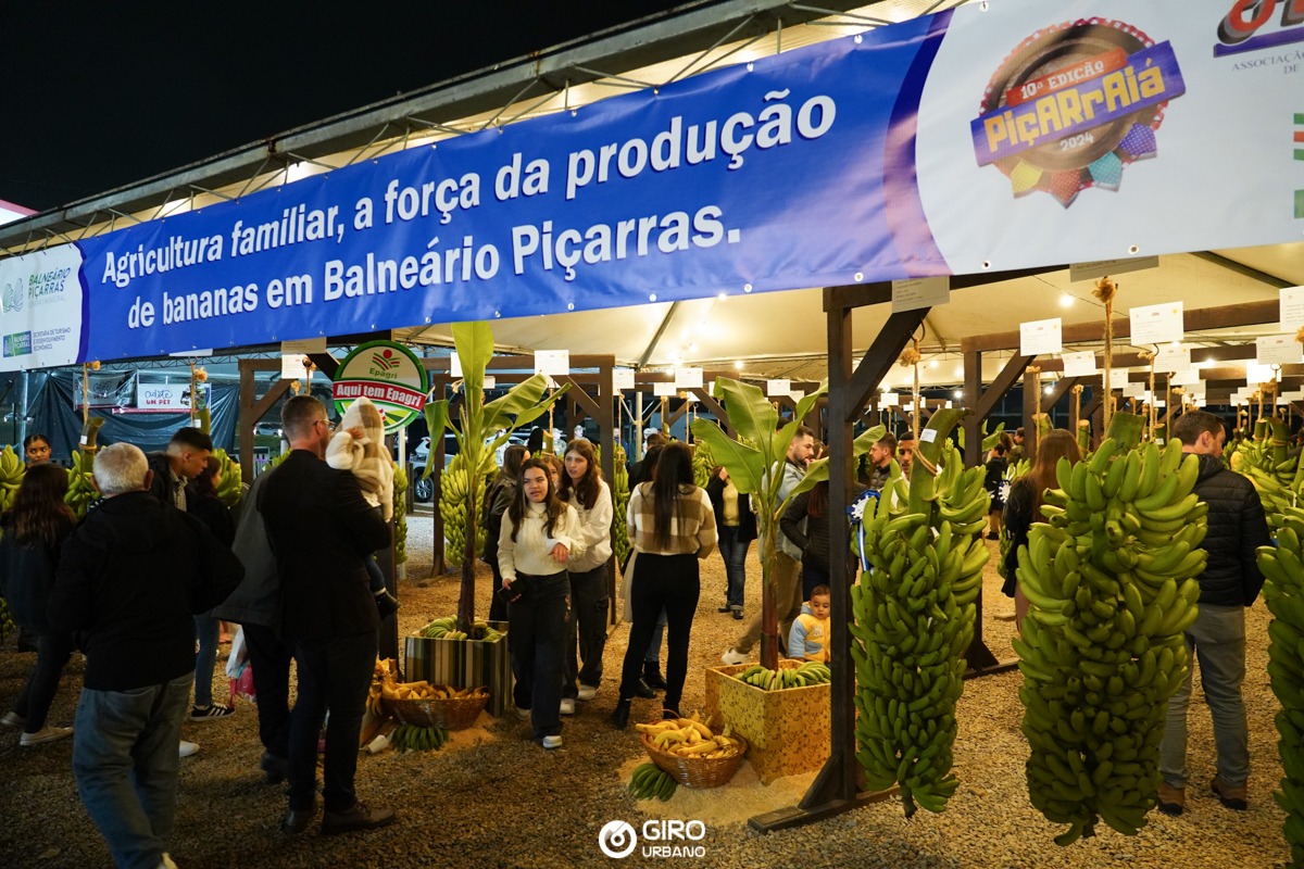 Piçarraiá 2026 terá exposição de cachos de bananas nos quatro dias de festa