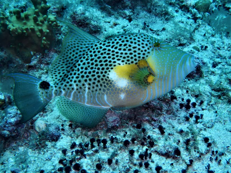 Photograph of Balistidae