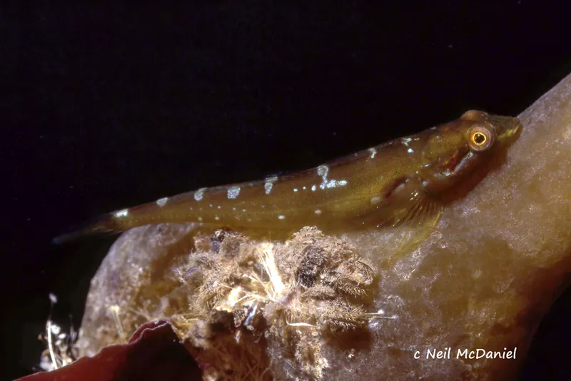 Photograph of Synchirus gilli