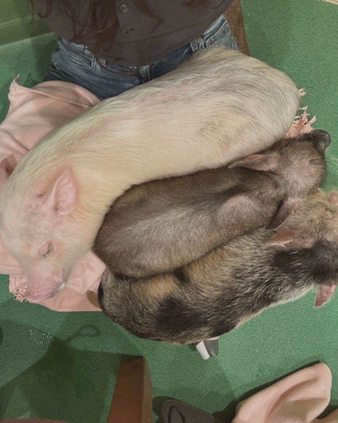 Reservation for an animal cafe experience in Japan thumbnail 1