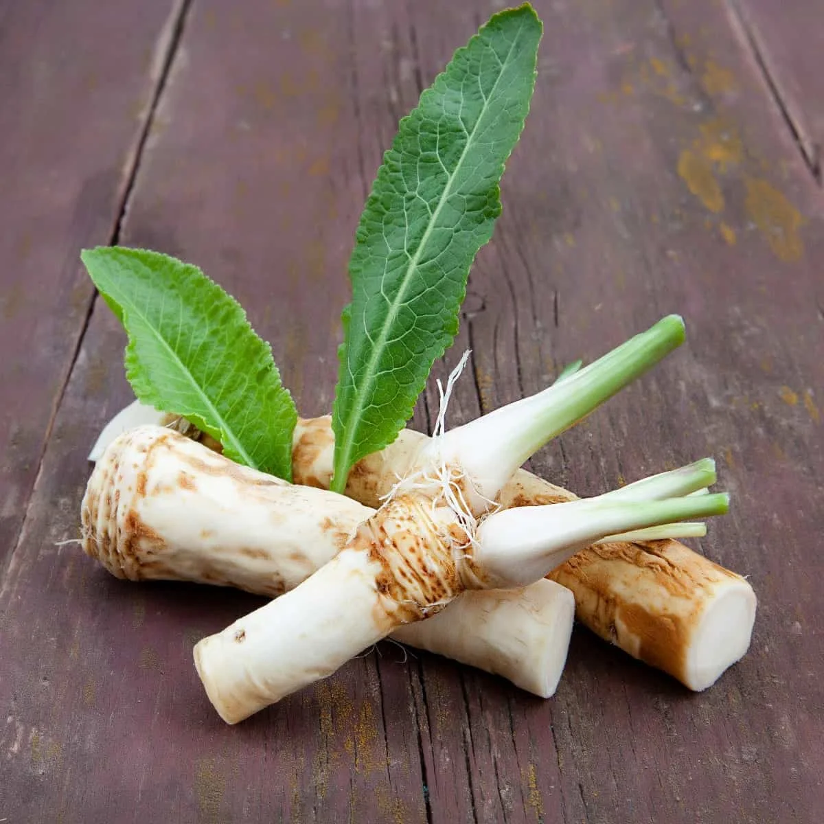 Homemade Horseradish Sauce Substitute Recipe