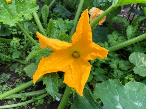 Flores de calabacín rebozadas