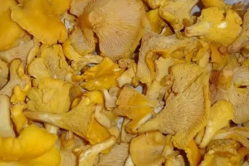 Poêlée de girolles