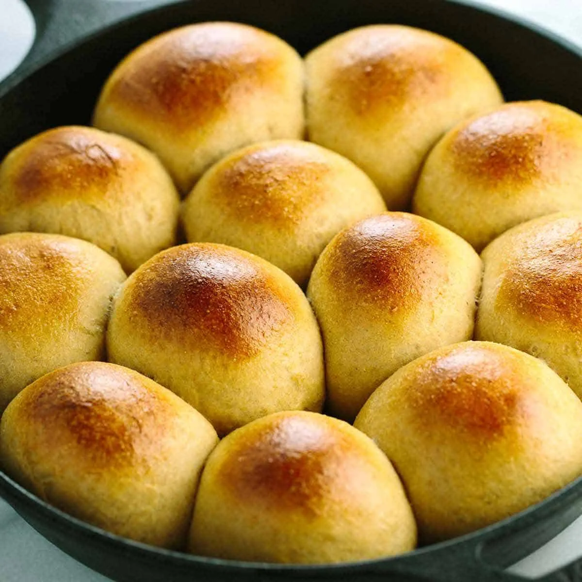 Whole Wheat Dinner Rolls