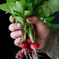 Roasted Radishes with Balsamic Vinegar