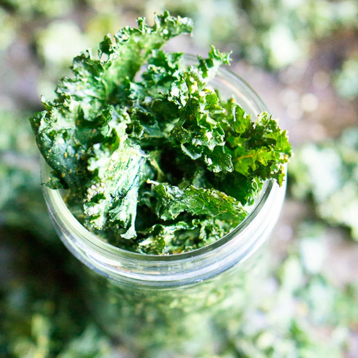 Crispy Kale Chips Recipe