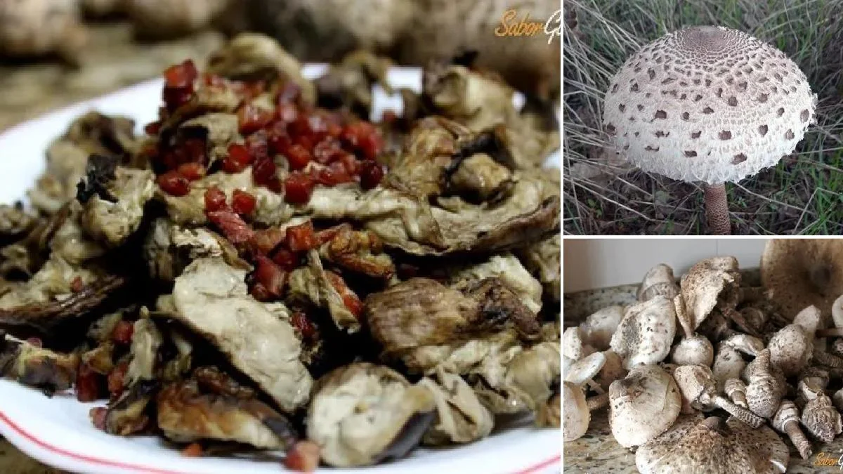 Salteado de Macrolepiota o choupín con jamón