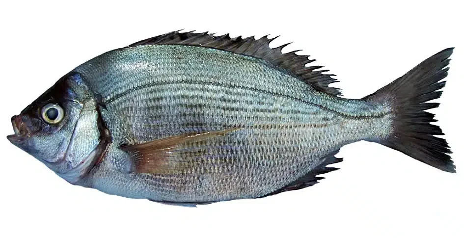 Grey seabream on the griddle