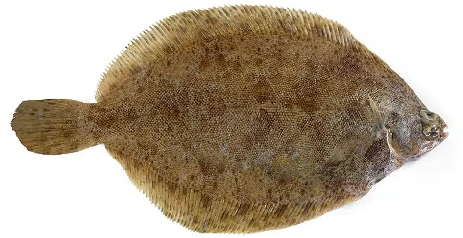 Steamed lemon sole